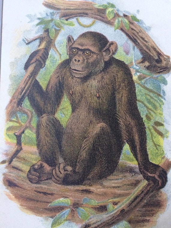 Arte chimpancé, Ciencia
