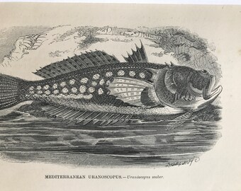 1863 Mediterranean Uranoscopus Original Antique Print - Fish Illustration - Marine Decor - Mounted and Matted - Available Framed