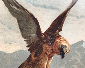 1894 Bird of Prey Original Antique Lithograph - Wildlife - Zoology - Natural History - Victorian Wall Decor - Available Framed