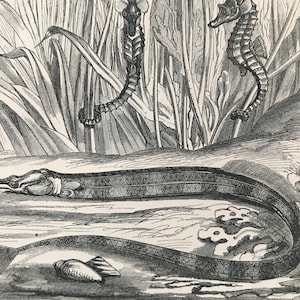 1863 Sea Horse & Great Pipefish Original Antique Print - Ichthyology - Ocean Wildlife - Marine Decor - Mounted and Matted - Available Framed