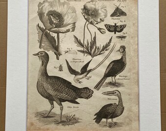 1806 Tropic Bird, Tarda, Pelican, Horned Pheasant, Moth Original Antique Engraving - Encyclopaedia - Mounted and Matted - Available Framed