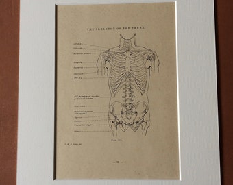 1949 Original Vintage Anatomical Print - Skeleton of the Trunk - Anatomy - Medical Decor - Science - Mounted and Matted - Available Framed