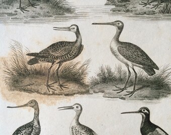 1819 Original Antique Engraving - Ornithology - Woodcock, Snipe, Godwit, Shank - Grallae - Vintage Bird Art - Available Matted and Framed