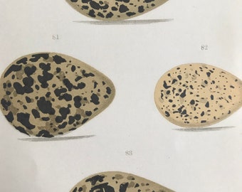 1871 Birds Egg Original Antique Print - Mounted and Matted - Available Framed - Ornithology  Golden Plover, Dotterel, Ringed Plover, Lapwing