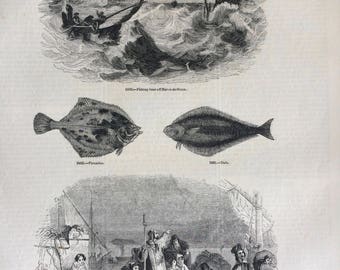 1856 Large Original Antique Fish Engraving - Fishing Boat of Havre-de-Grace, Flounder, Dab - Fishermen of Chioggia  - Marine Wall Decor