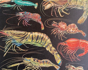 1968 Original Vintage Print - Hokkai Shrimp, Grass Prawn, Banded Coral Shrimp, Kuruma - Mounted and Matted - Available Framed