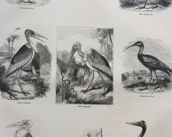 1856 Large Original Antique Bird Engraving - Sacred Ibis, Marabou, Adjutant, Jabiru, Glossy Ibis - Ornithology - Wall Decor