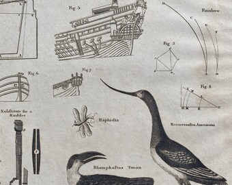 1806 Quarter, Raphidia, Toucan, Rudder Substitute Original Antique Engraving - Encyclopaedia - Mounted and Matted - Available Framed