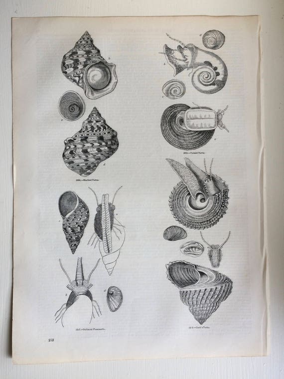 洋書 Shells - Classic Natural History Prints Vintage scientific illustration Set of 2 seashell natural