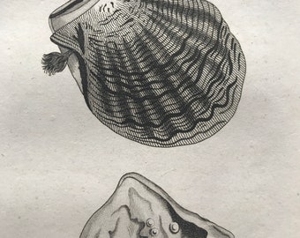 1809 Mytilus Margaritiferus or Pearl Mussel Original Antique Engraving - Marine Wildlife - Ocean Decor - Available Matted and Framed