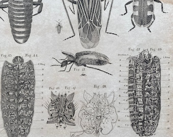 1806 Microscopic Objects Original Antique Engraving - Science - Encyclopaedia - Mounted and Matted - Available Framed