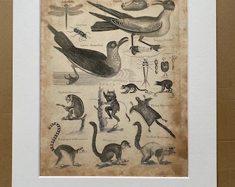 1806 Birds, Lemurs, Insects Original Antique Engraving - Encyclopaedia - Mounted and Matted - Available Framed