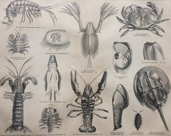 1877 Crustaceans Original Antique print - Available Framed - Crab - Shrimp - Lobster - Marine Decor