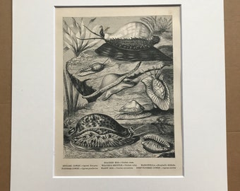 1863 Cowry, Marginella, Poached Egg Original Antique Print - Marine Wildlife - Crustacean - Mounted and Matted - Available Framed