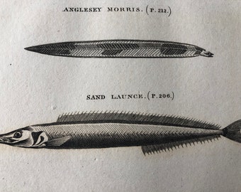 1812 Anglesey Morris and Sand Launce Original Antique Engraving - Ichthyology - Fish Art - Fishing Cabin Decor - Available Framed