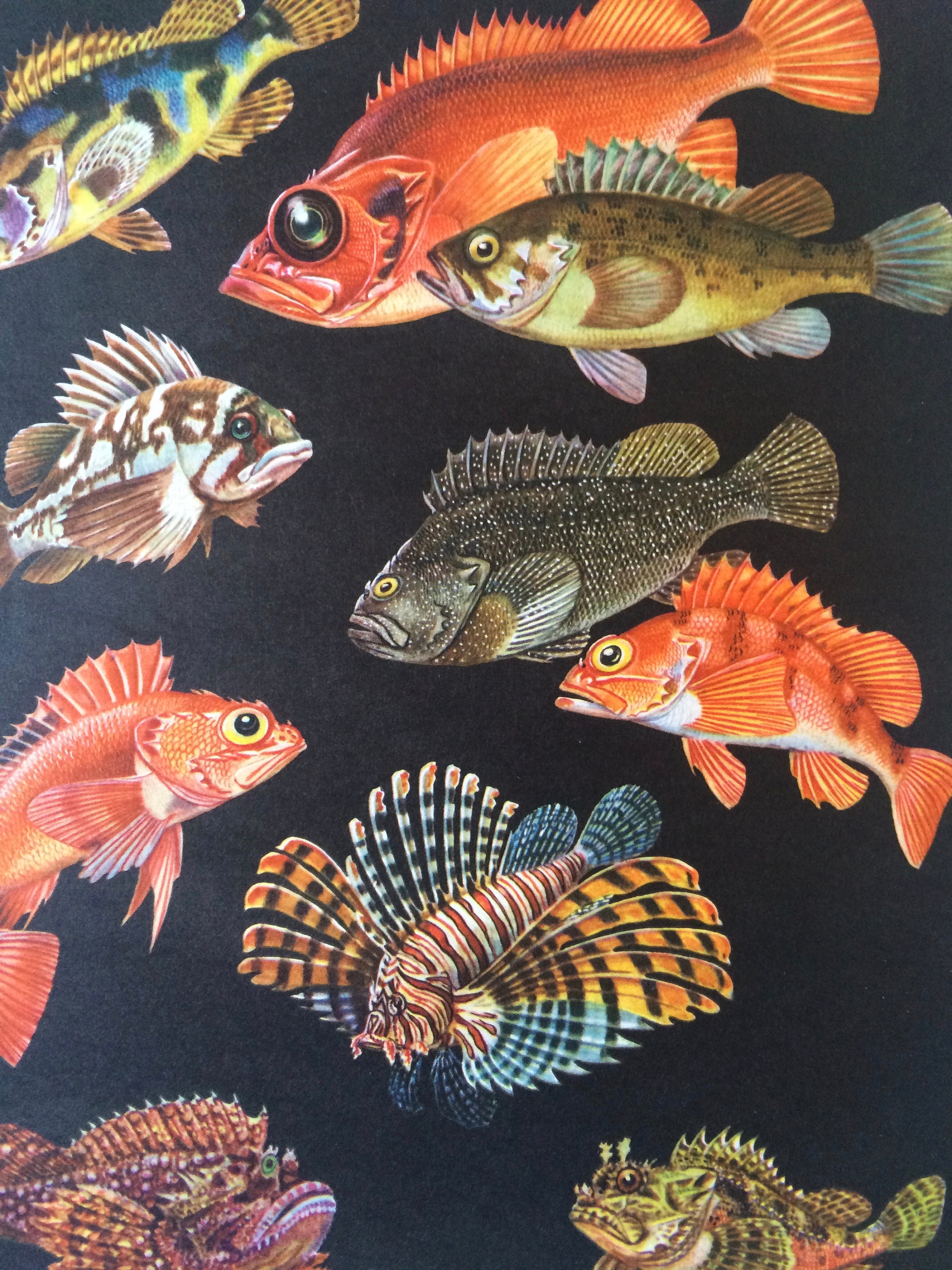 1968 Original Vintage Print Mounted and Matted Rosefish, Korean