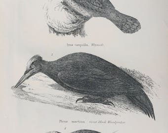 1891 Pici - Wryneck, Woodpeckers Original Antique Steel Engraving - Encyclopaedia Illustration -  Wildlife Decor - Ornithology - Bird