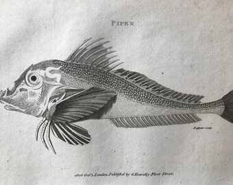 1809 Piper Original Antique Engraving - Natural History - Zoological Art - Fish - Available Matted and Framed