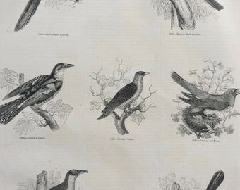 1856 Large Original Antique Bird Engraving - Cuckoo Species, Eastern Black, Le Vaillant's, Gilded, Yellow-Billed - Ornithology - Wall Decor