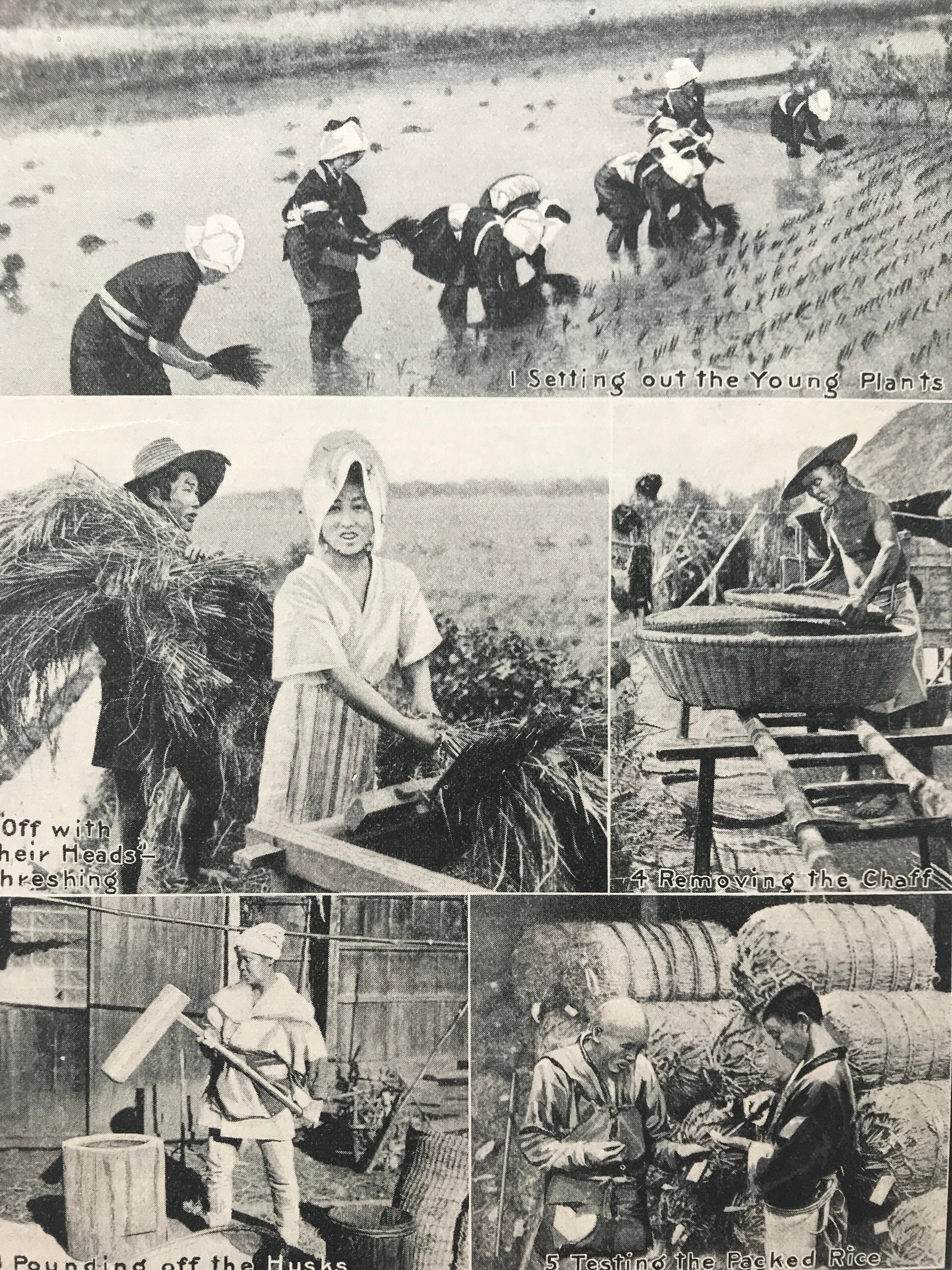 1940 The Picture Story of a Grain of Rice Original Vintage Etsy