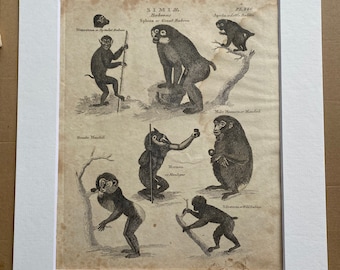 1806 Baboons Original Antique Engraving - Mounted and Matted - Available Framed