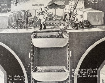 1940s The Body Machinery - In the Grinding Mill Original Vintage Print - Teeth - Mouth - Mounted and Matted - Available Framed