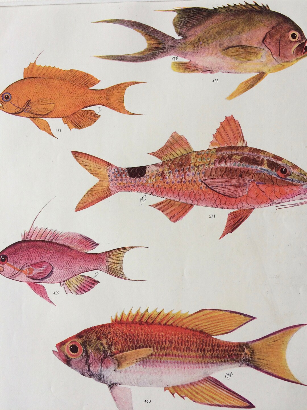 1950 Original Vintage Fish Print - Mounted and Matted - Available ...