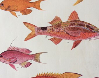 1950 Original Vintage Fish Print - Mounted and Matted - Available Framed - Tropical Fish - Marine Species - Sealife - Ocean Decor