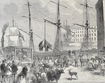 1864 Shipping Wild Animals in the London Docks Original Antique Engraving - Available Framed