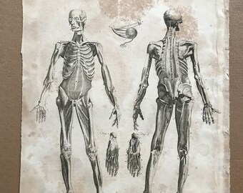 1810年 筋肉、靭帯、軟骨、裸骨の第3層 オリジナルアンティーク銅版画