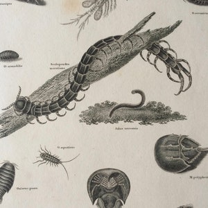 1819 Original Antique Engraving - Insect Art - Entomology - Aptera - Available Matted and Framed