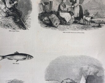 1856 Large Original Antique Fish Engraving - Izaak Walton, Cornish Fisherwome, Sprat, Twaite Shad, Fishing  - Marine Wall Decor