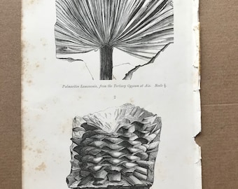 1858 Palmacites Lamanonis and Endogenites Echinatus Original Antique Engraving - Geology - Fossil - Palaeontology