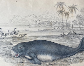 1839 Dungungus Indicus (Dugong of the East Indies) Original Antique Hand-Coloured Engraving - Jardine - Marine Wildlife