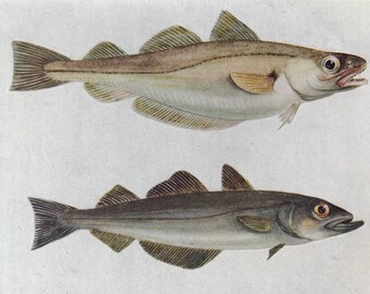 1925 Whiting & Pollack Original Antique Print - Mounted and Matted - Available Framed - Fish - Fishing - Fishes of the British Isles