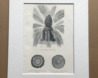 1858 Original Antique Engraving - Zamia Pungens, with its fruit - Section of Zamia Horrida and Cycas Revoluta - Fossil - Geology