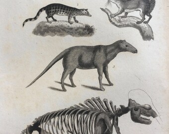 1822 Original Antique Matted Animal Engraving - Genet, Squirrel, Great Anoplotherium, Skeleton of Great Mastodon - Framed Wildlife Decor