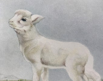 1938 Lamb Original Vintage Print - E.J. Detmold - Domestic Animals - Nursery Decor - Mounted and matted - Available Framed
