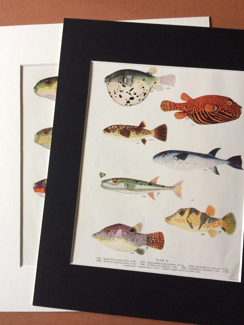 1950 Original Vintage Fish Print Mounted and Matted Available Framed Tropical Fish Marine Species Sealife Ocean Decor Sole image 3