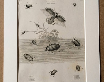 1819 Beetles Original Antique Engraving - Vintage Insect Art - Coleoptera - Entomology - Available Matted and Framed