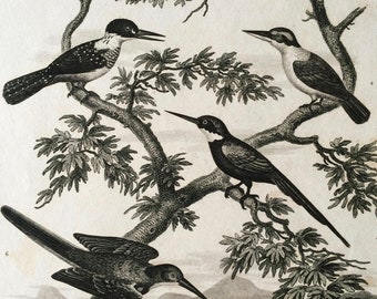 1819 Original Antique Engraving - Ornithology - Kingfisher and Jacamar Varieties - Bird Art - Available Matted and Framed