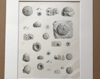 1857 Original Antique Engraving - Fossil Echinodermata of the Oolitic Formations- Palaeontology - Mounted and Matted - Available Framed