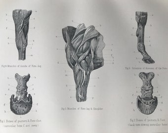 1880 Equine Anatomy - Bones, Muscles and Arteries of the Foreleg Original Antique Print - Equestrian - Mounted and Matted - Available Framed
