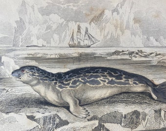 1839 Phoca Hispida - Rough or Felid Seal of Northern Seas Original Antique Hand-Coloured Engraving - Jardine - Marine Wildlife