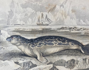 1839 Phoca Hispida - Rough or Felid Seal of Northern Seas Original Antique Hand-Coloured Engraving - Jardine - Marine Wildlife