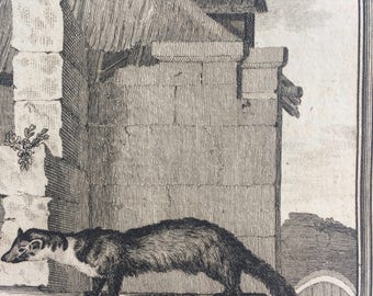 1775 Original Antique Copper Engraving - Pole Cat - Count de Buffon - Wall Decor - Zoology - Decorative Art - Natural History