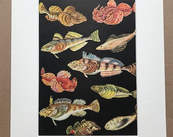 1968 Original Vintage Print - Mounted and Matted - Marine Decor - Fish - Available Framed