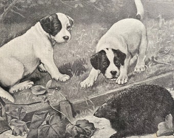 1903 'Friend or Foe' - Puppies and Hedgehog Original Antique Print - Puppy - Dog - Victorian Art - Available Framed