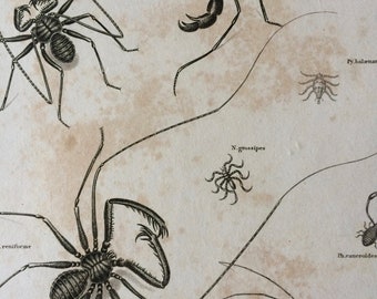 1819 Aptera Original Antique Engraving - Mounted and Matted - Spider Varieties - Arachnida - Insect - Entomology - Available Framed