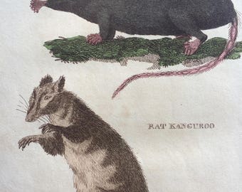 1811 Original Antique Hand-Coloured Engraving - Radiated Shrew and Rat Kangaroo - Wildlife - Wall Decor - Zoology - Decorative Art